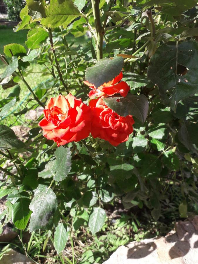 Roses Βίλα Σκάλα Καλλιράχης Εξωτερικό φωτογραφία